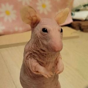 bilbert