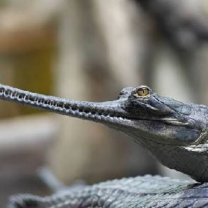 Gavial