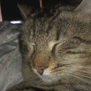 simón el gato
