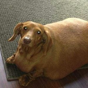 perro salchicha gordo bachicha