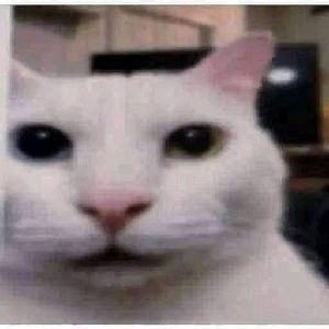xd