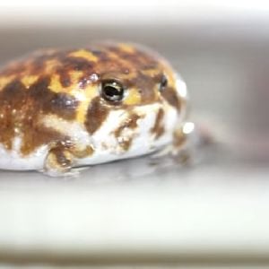 co-author 