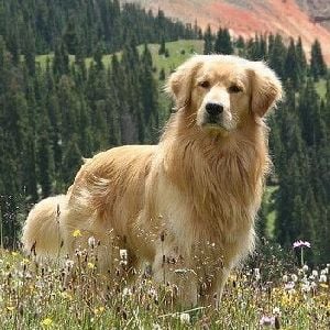 ¡Golden Retriever! ★