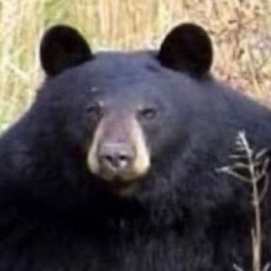 FREE CODE MT4H3Z