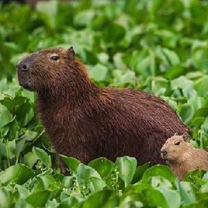 capibara inocente 