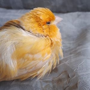 el pollo maquiavelico