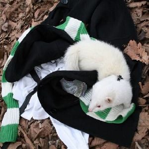 Draco Malfoy