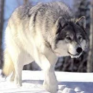 lobo alfa