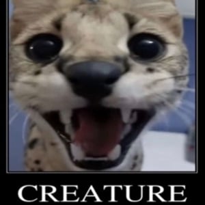 The creature