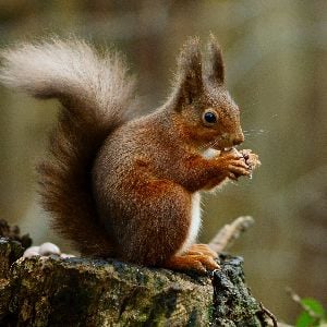 Red Squirrel