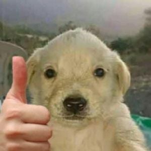 pablo