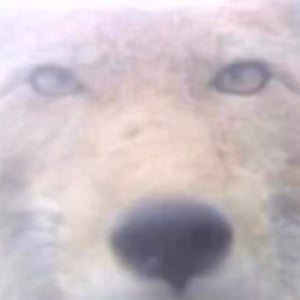 Lobo