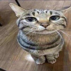 dumb cat