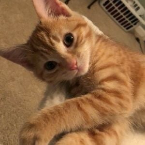 Dabloon Cat