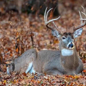 deer?