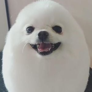 Eggdog