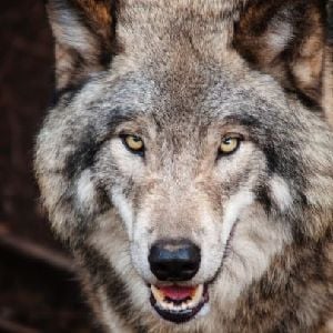 wolf god