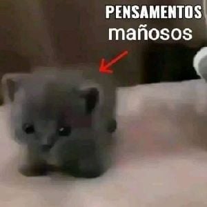GatoMañoso