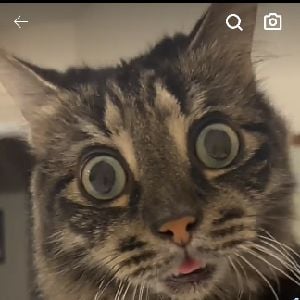 ivar the blind cat