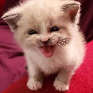 Goba Kitten