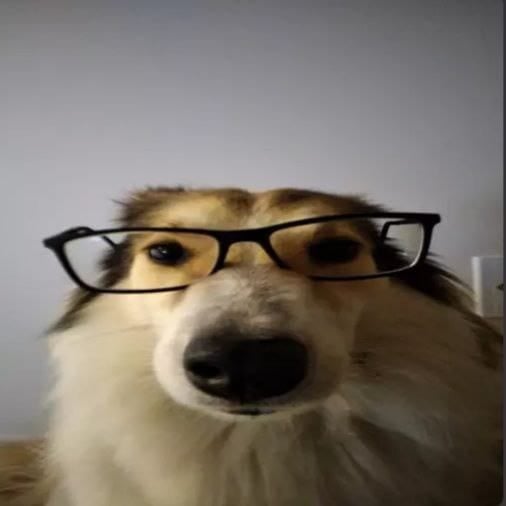 smart dog