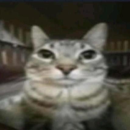 random ass cat