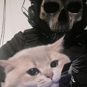 Kitten