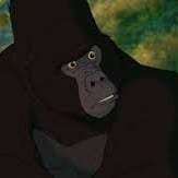 Kerchak Alfa
