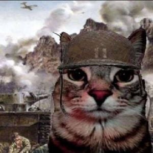Soldier Cat