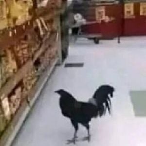Ronaldo gnome pinto de souza