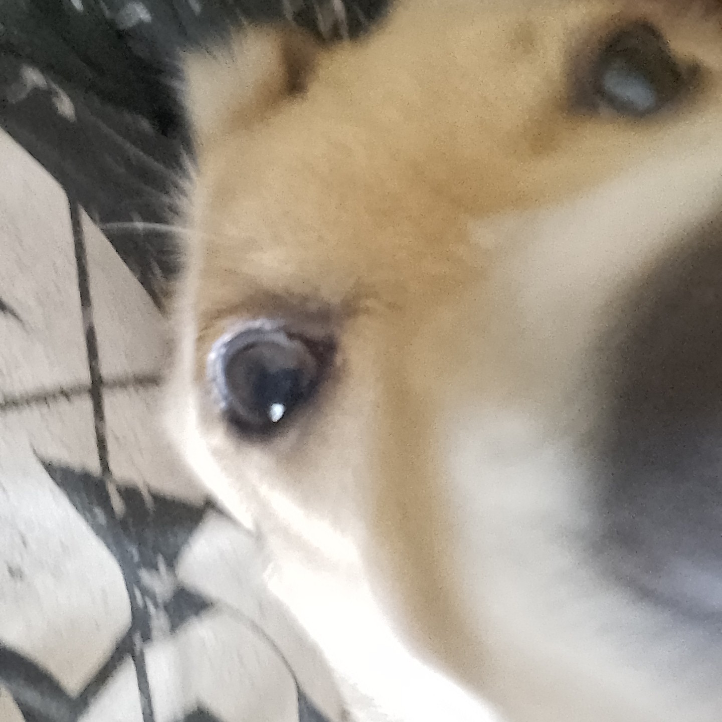 Indio the cumbia dog