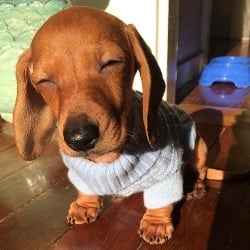 ☆🌭 ~Dachshund~🌭 ☆