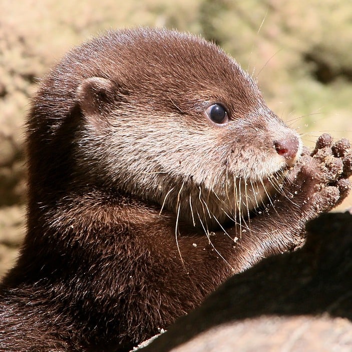 Finnley (Otter pup)