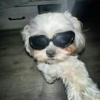 W rizz dog.
