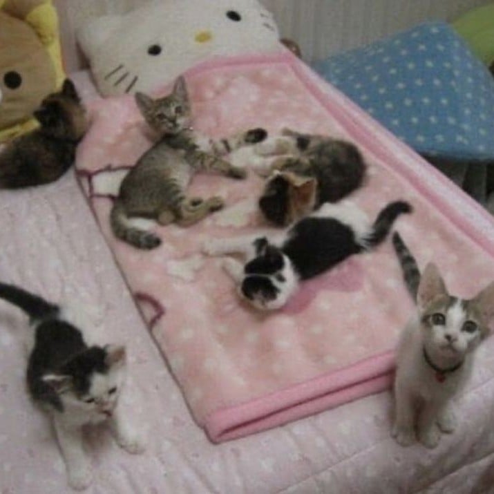 cat shelter >_<