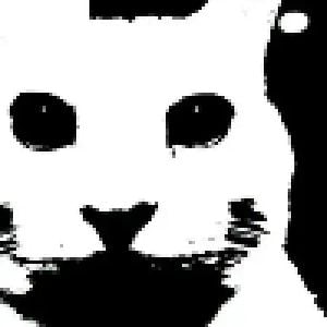 Gato traumado