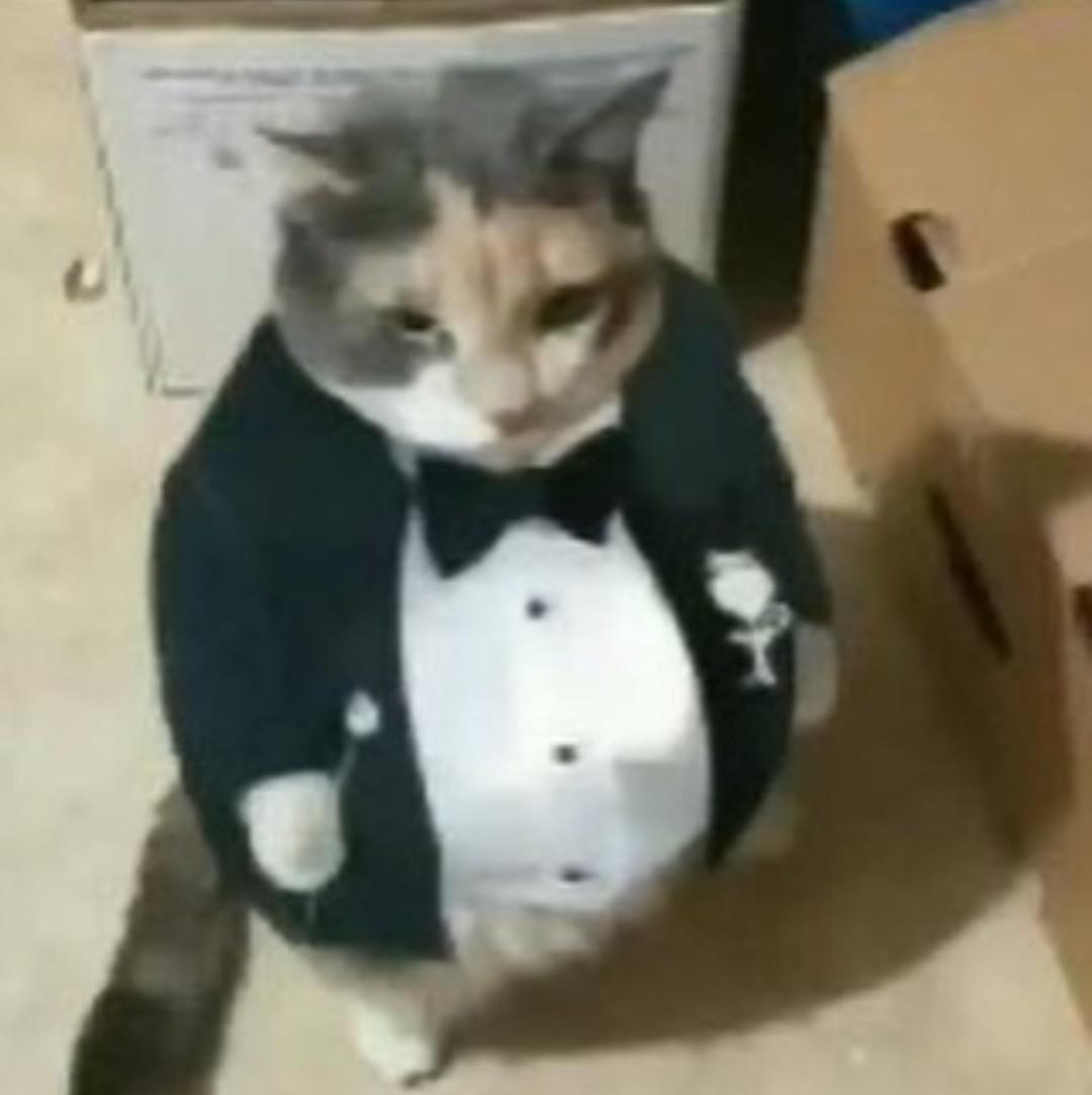 gato fino