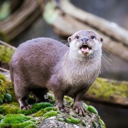 Sarah (Mother Otter)
