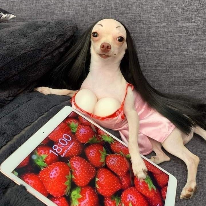 The bitch