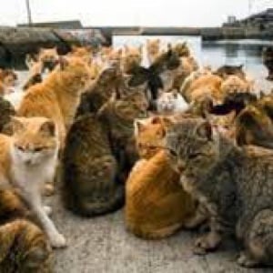 Army of cats