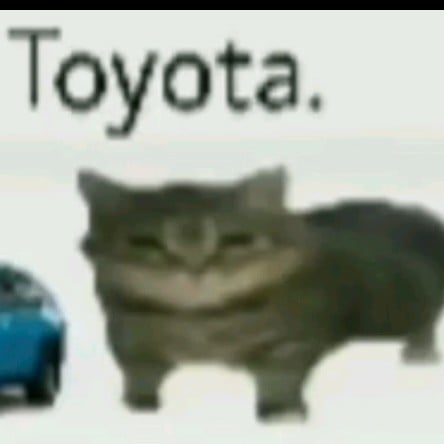 Toyota cat