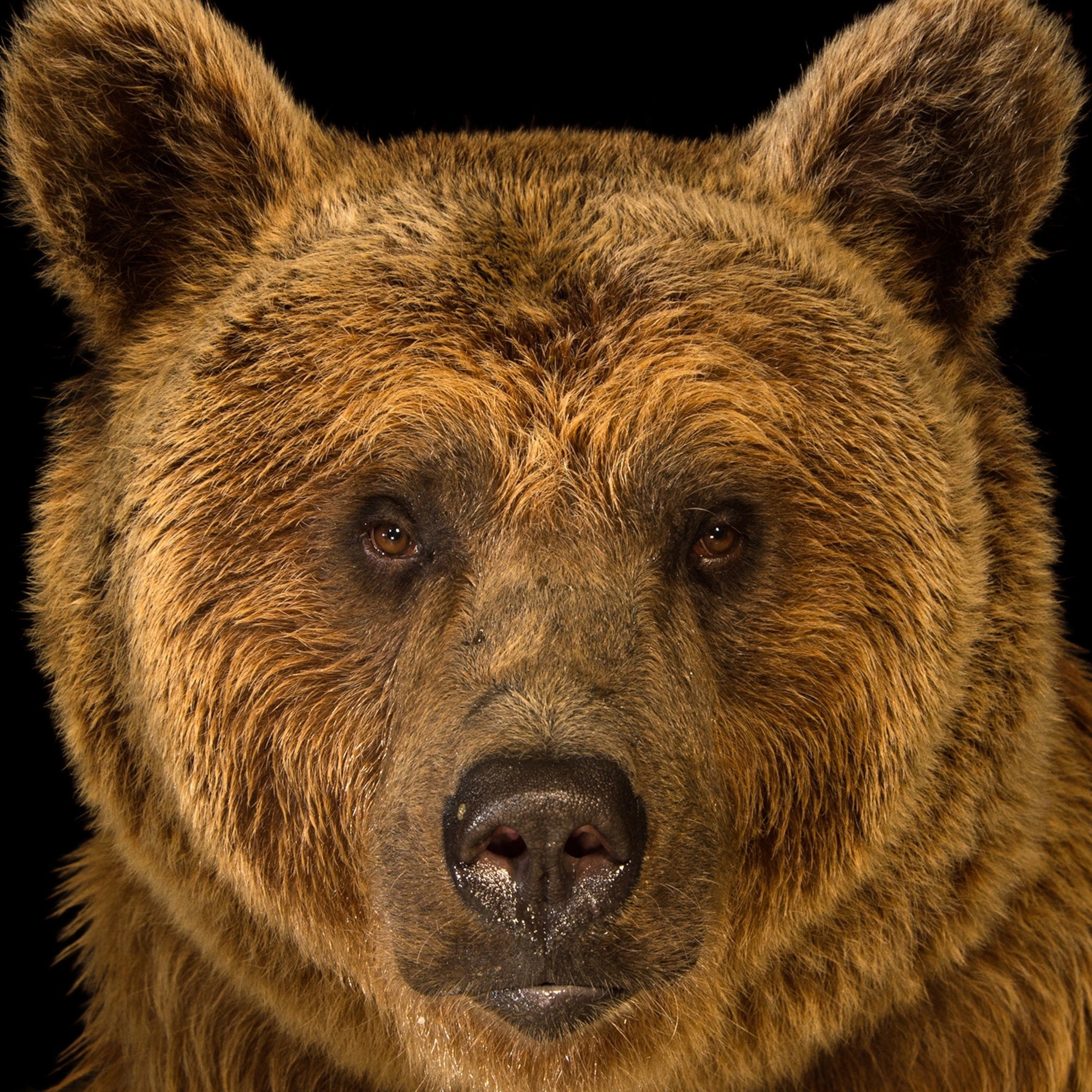 Affectionate Brown Bear (Zach)