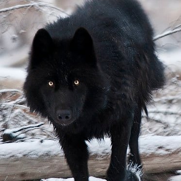 Itoh (black wolf)