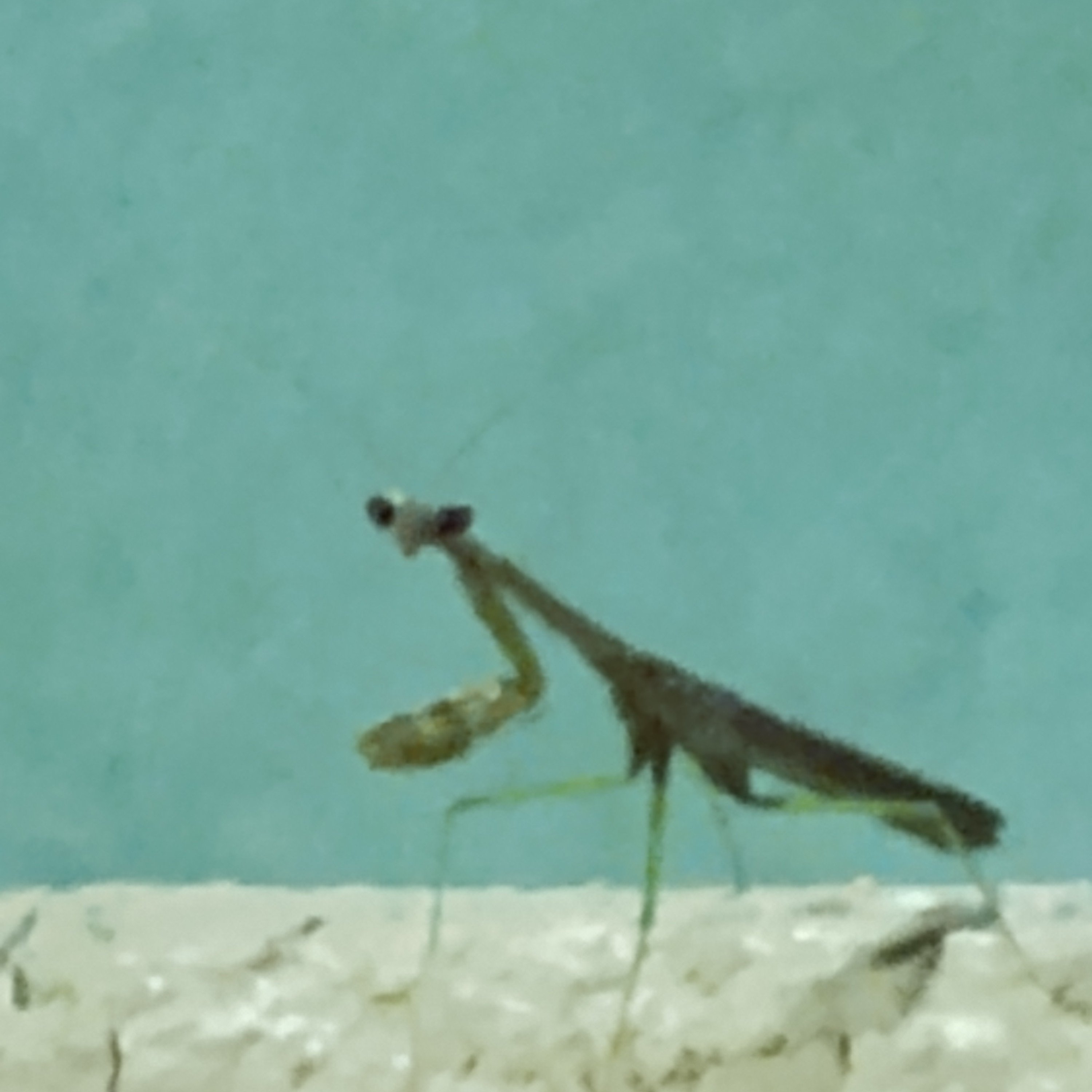 Stan the praying mantis