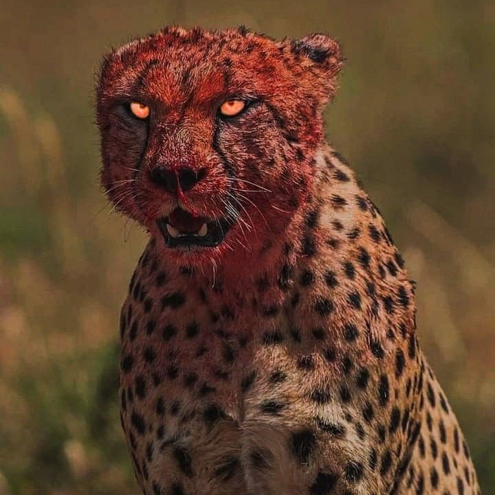 Cheetah *TC2XYN*