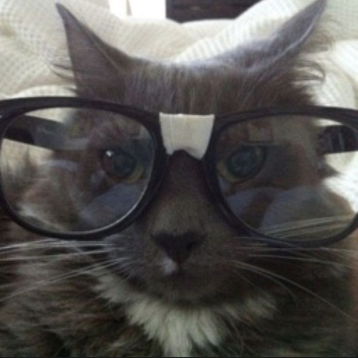 intelligent little cat (395B4Z)