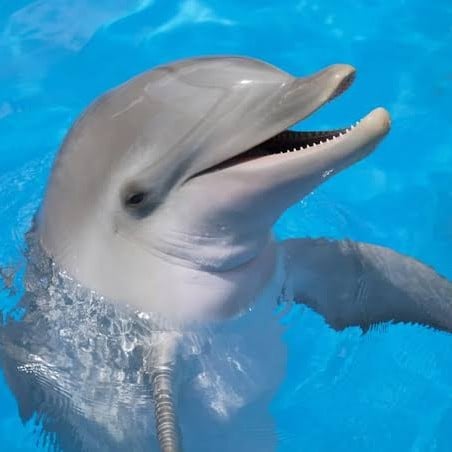 delfin