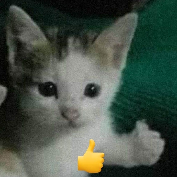 gatito 👍🏻