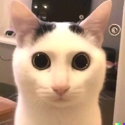 Catto