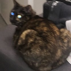 Mocha the cat